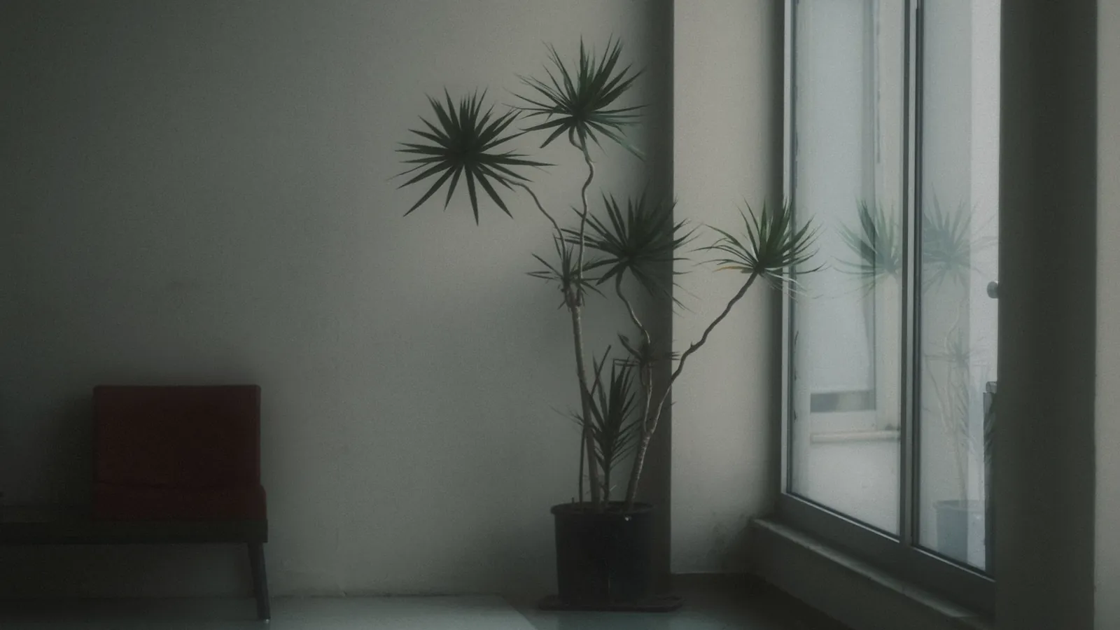 窓の光が入る、観葉植物のある静かな部屋